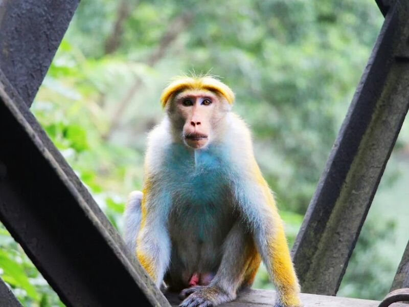 Sri Lanka Turu Türk Havayolları İle 8 Gün