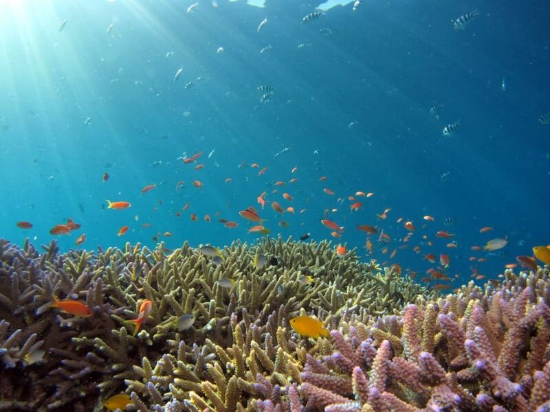 Ankara Çıkışlı Sharm El Sheikh Turu 6 Gece Kahire Şehir Gezisi Dahil