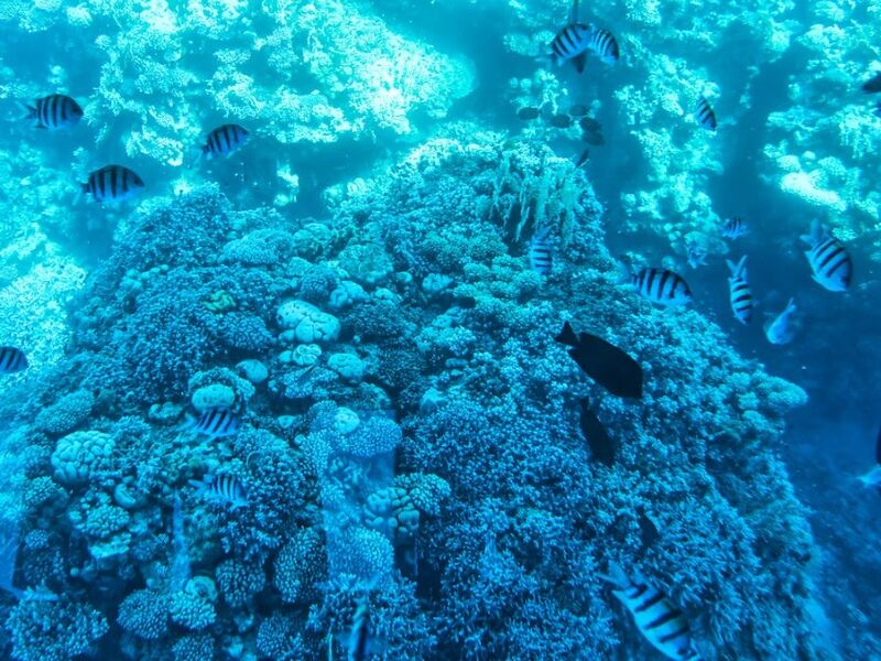 Ankara Çıkışlı Sharm El Sheikh Turu 4 Gece Kahire Şehir Gezisi Dahil