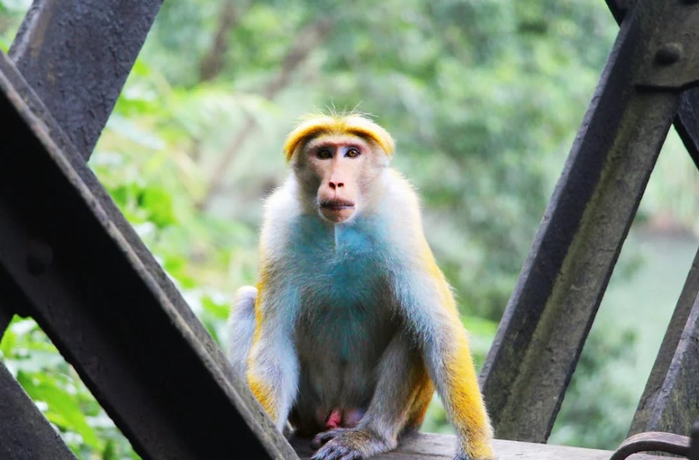 Elegant Sri Lanka Air Arabia Hava yolları ile 5 Gece