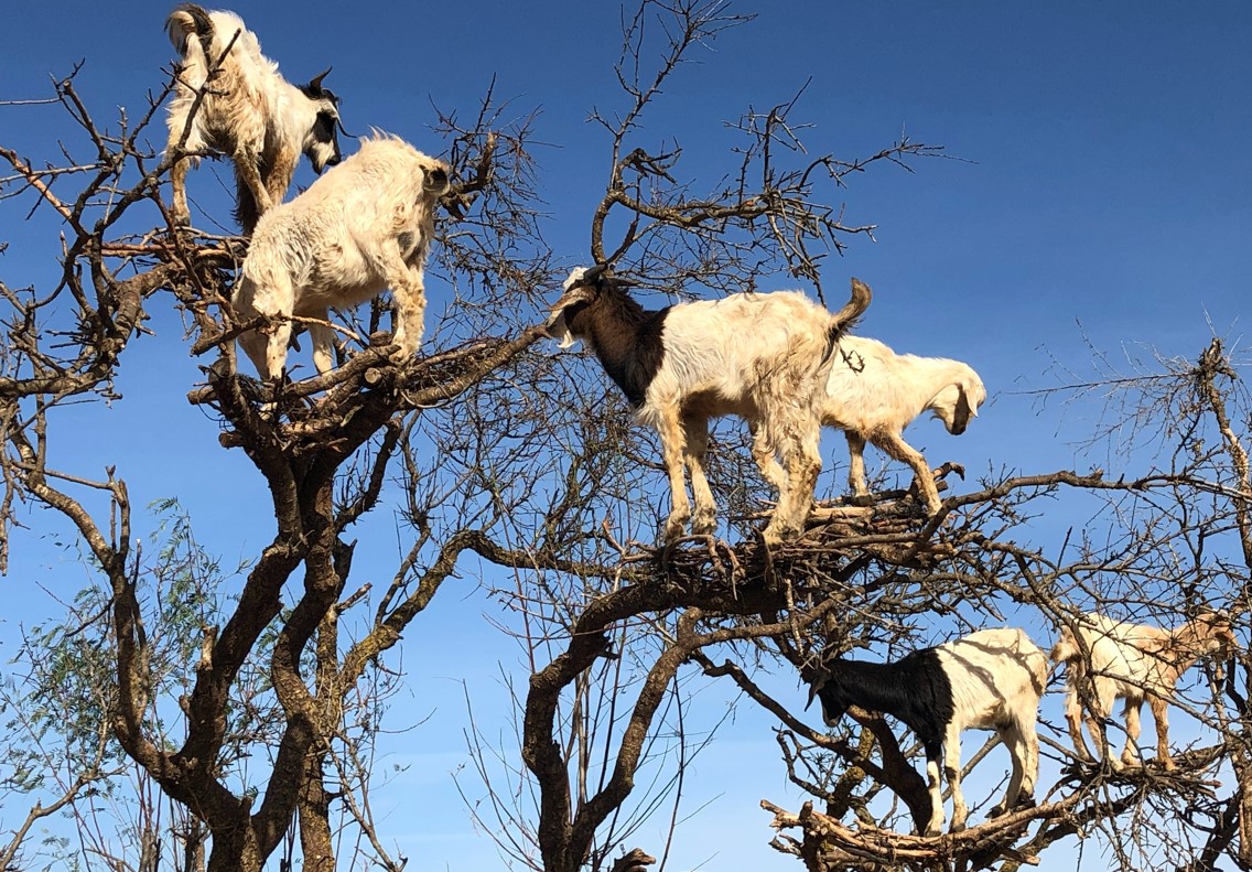 Fas & Sahra Çölü Serüveni Pegasus Hava Yolları ile 7 gece - Akşam Yemekleri Dahil CMN - CMN
