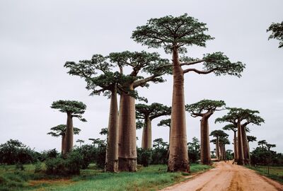 Madagaskar Mauritius Turu THY İle 11 Gün