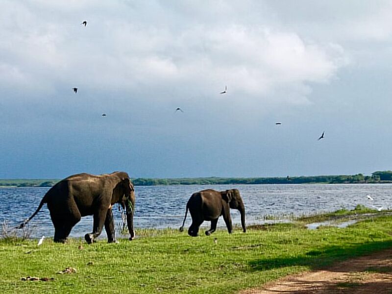 Sri Lanka Turu Yılbaşı Özel Salam Air İle 7 Gece 8 Gün