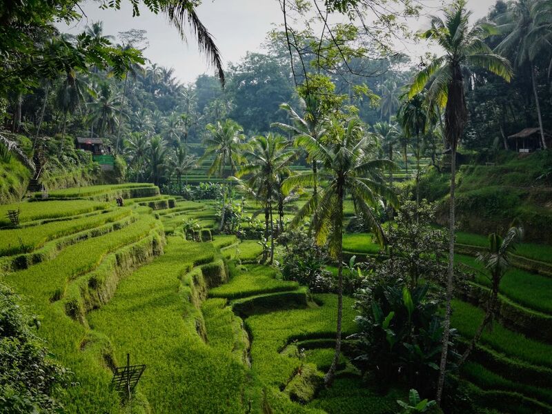 Singapur Hava Yolları ile Bali Turu 2025 Dönemi