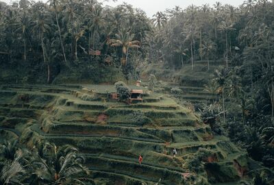 Singapur Hava Yolları ile Ubud Bali Turu 2025 Dönemi