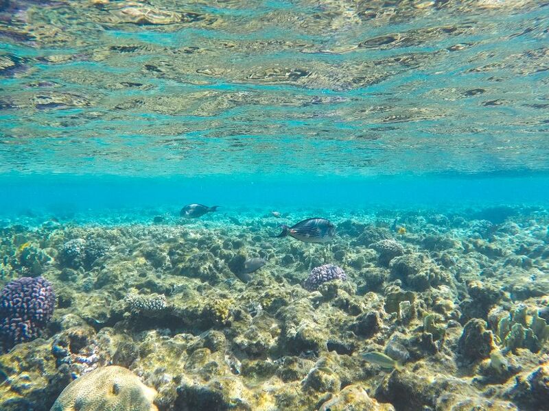 İzmir Hareketli Sunexpress İle Sharm El Sheıkh Turu 3 Gece