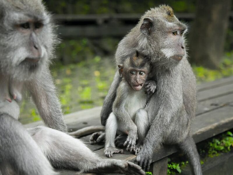 Bali Serüveni Emirates Hava Yolları ile 5 Gece 6 Gün